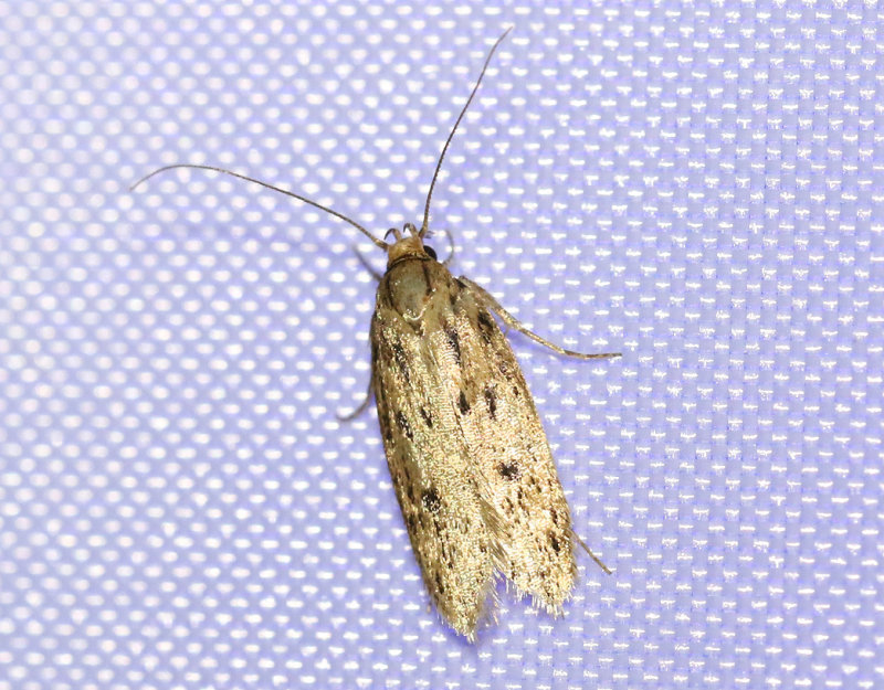Trepunktsskrpmal <br> Hofmannophila pseudospretella
