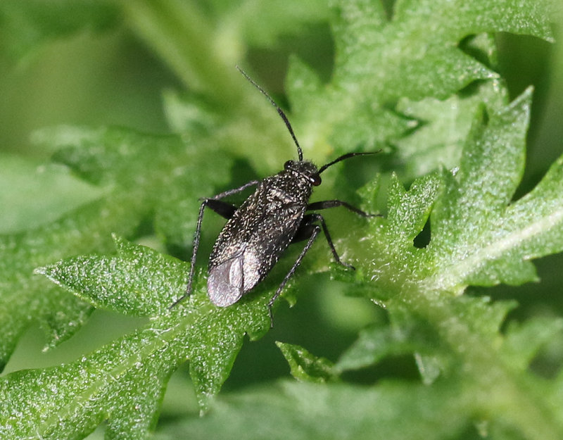 Orthocephalus coriaceus