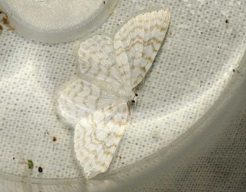 Snvit hasselmtare <br> Asthena albulata