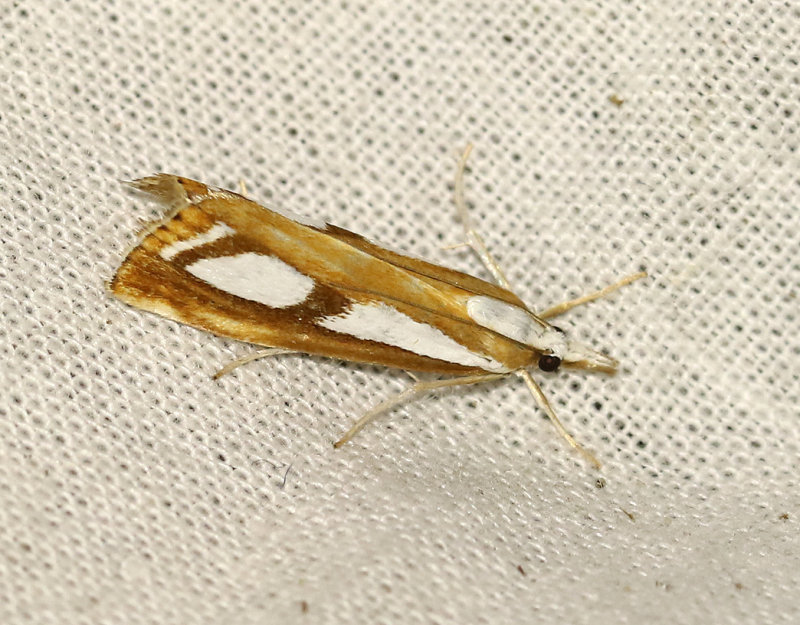Bandat/Sydligt silvergrsmott <br> Catoptria osthelderi/permutatella