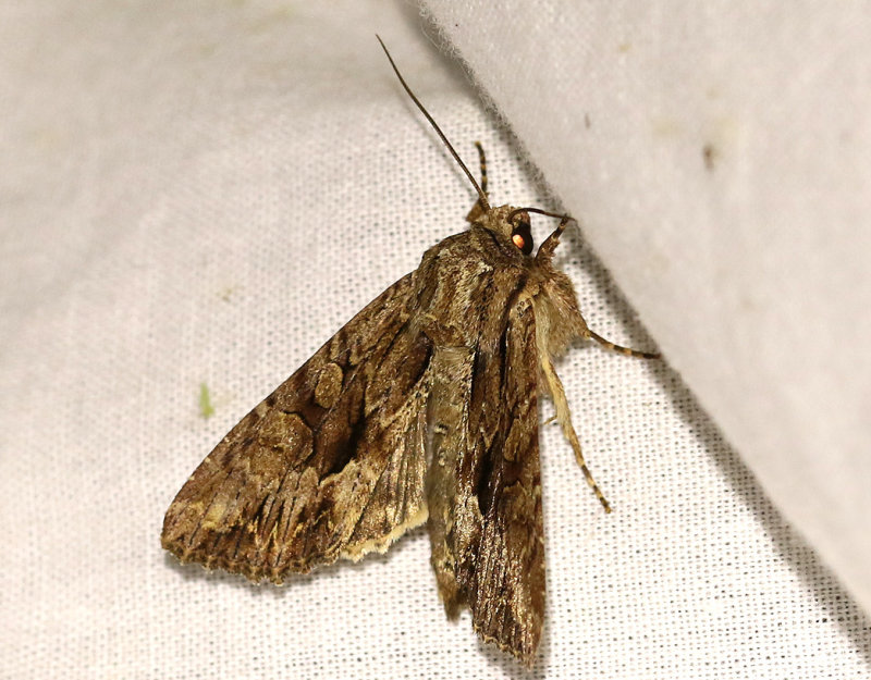 Strre ngsfly <br> Apamea monoglypha
