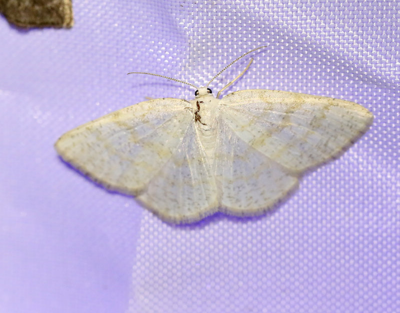 Gulvit streckmtare <br> Cabera exanthemata