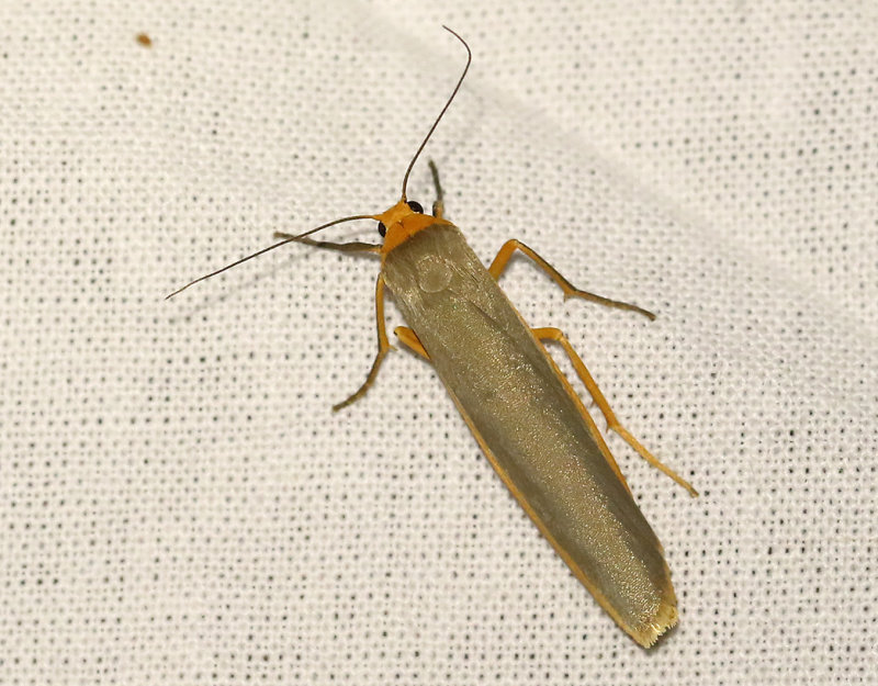 Mrkgr lavspinnare <br> Eilema complanum
