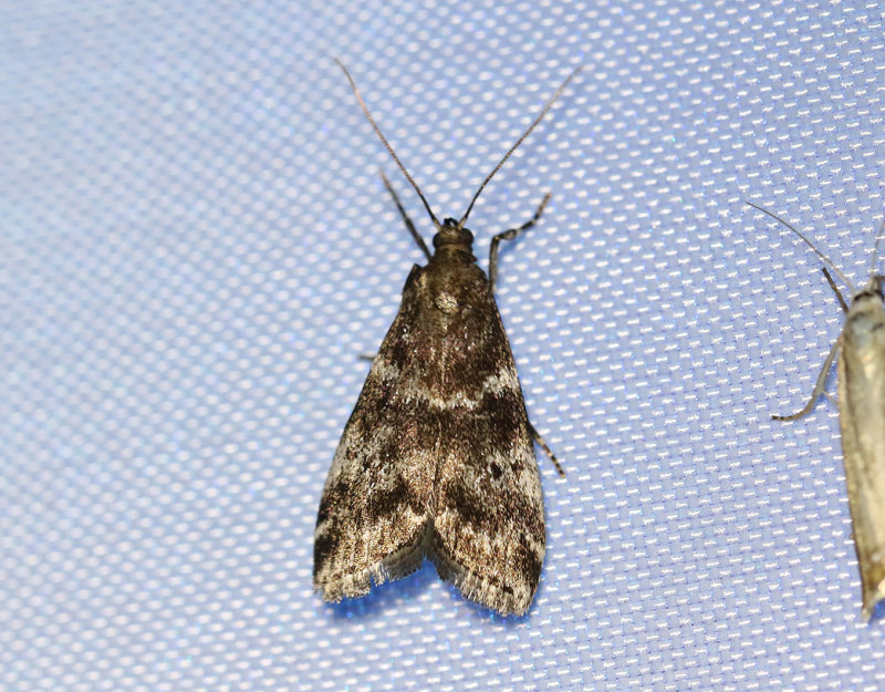 Granfrmott <br> Assara terebrella
