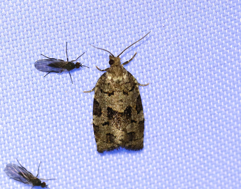 Granbredvecklare <br> Dichelia histrionana