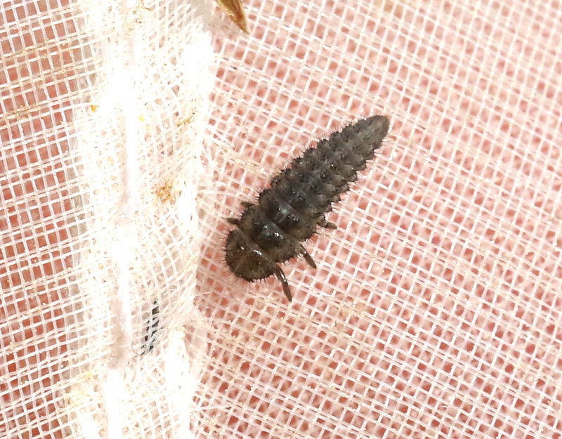 Rd vasspiga  Coccidula rufa