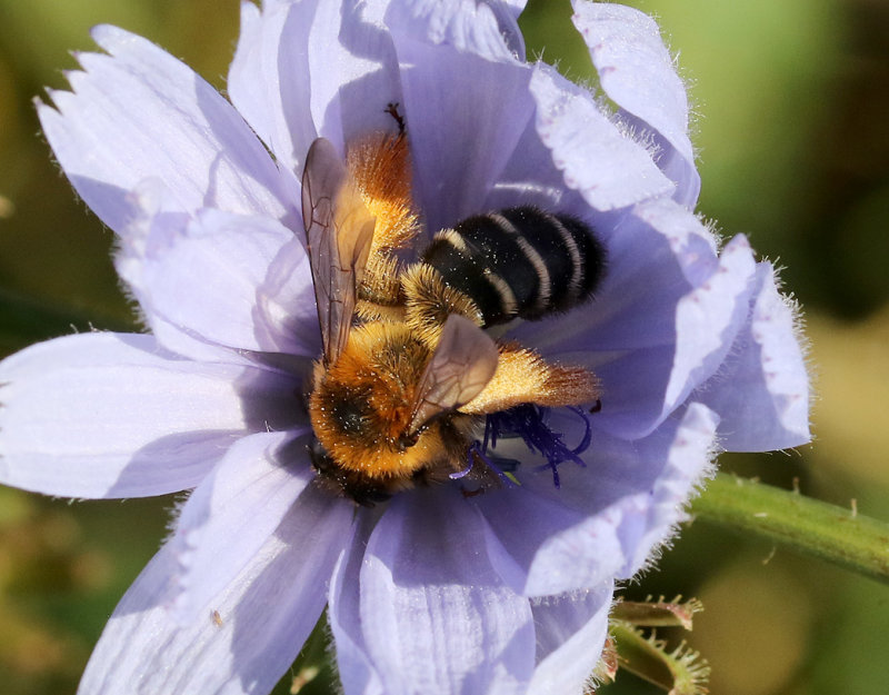Bumblebees/Wasps/Honeybees