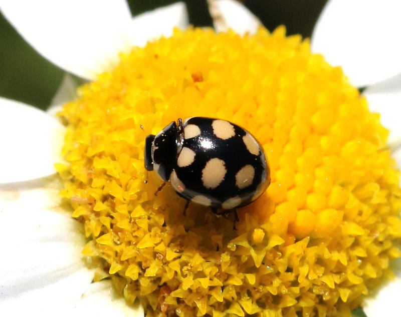 Fjortonflckig torrbackspiga  Coccinula quatuordecimpustulata