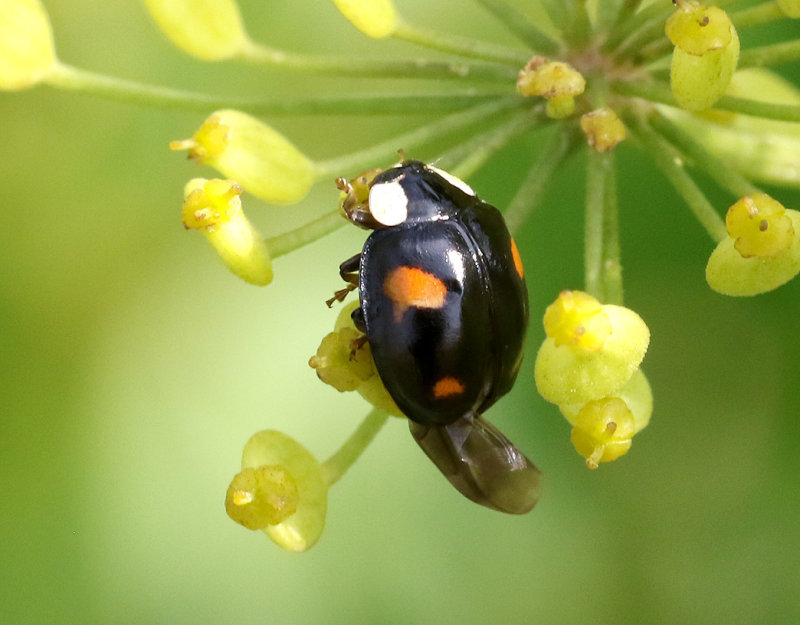 Harlekinnyckelpiga  Harmonia axyridis