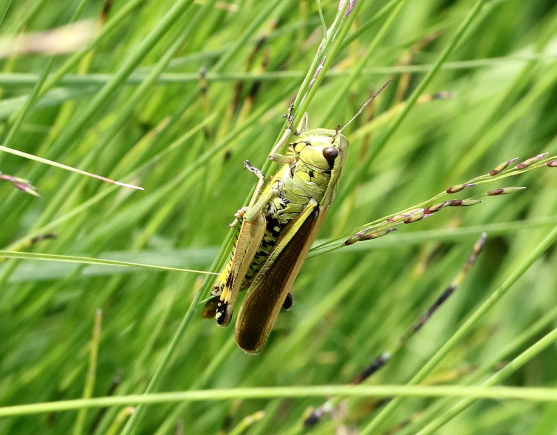 Krrgrshoppa <br> Mecostethus grossus