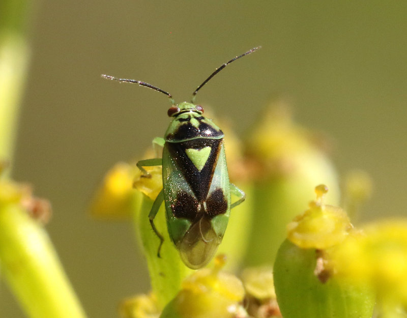 Orthops campestris