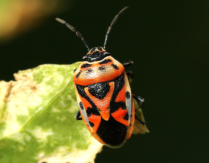 KlsugareEurydema ornata