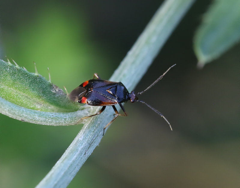 Deraeocoris ruber