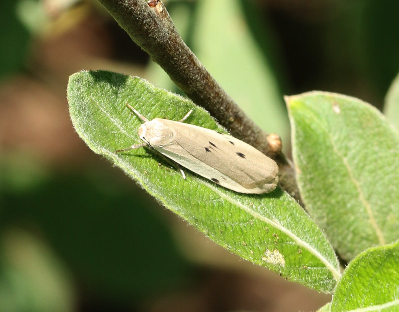Punktlavspinnare <br> Pelosia muscerda