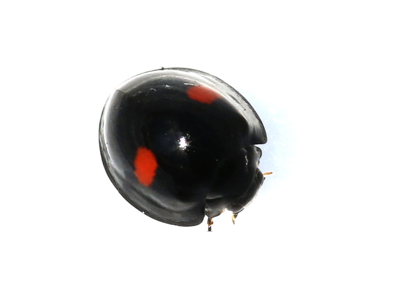 Tvflckig skldluspiga   Chilocorus renipustulatus