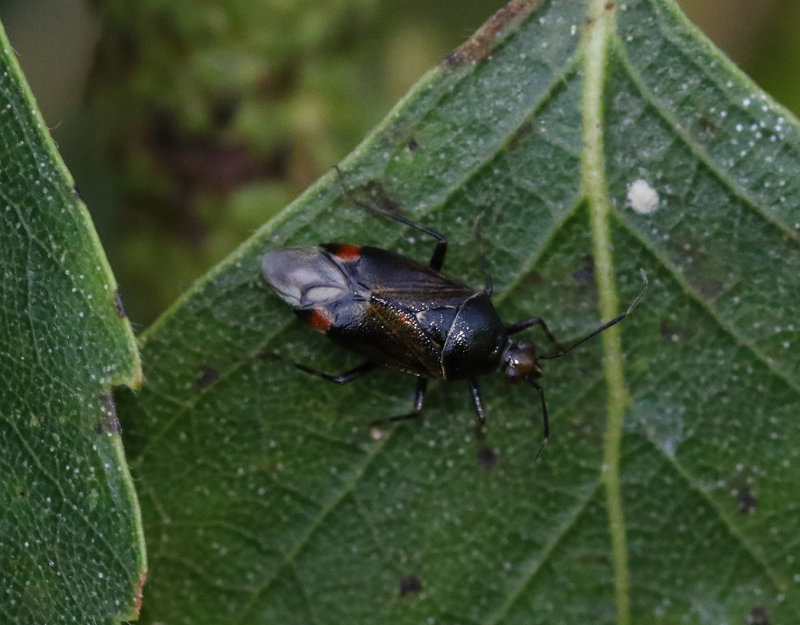 Deraeocoris flavilinea