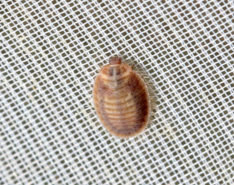 Tuvmyrepiga  Platynaspis luteorubra