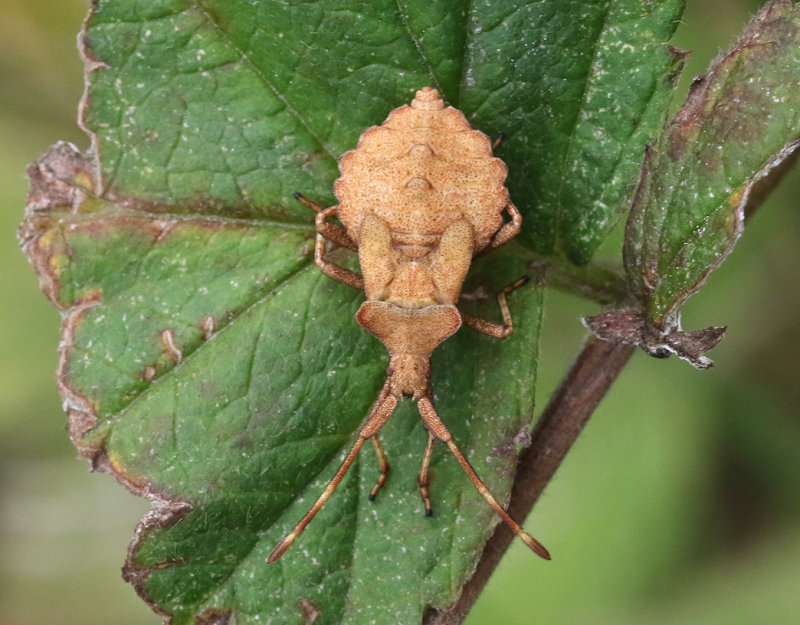 Coreus marginatus  Dock Bug