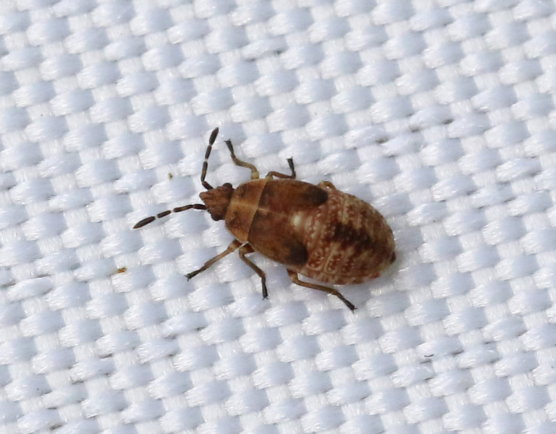 Kleidocerys resedae