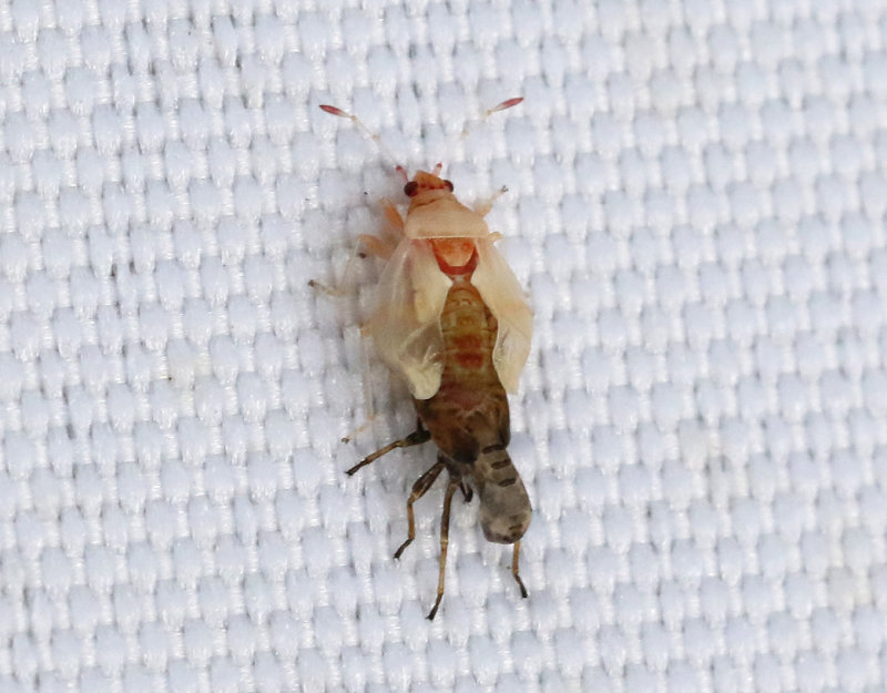 Kleidocerys resedae