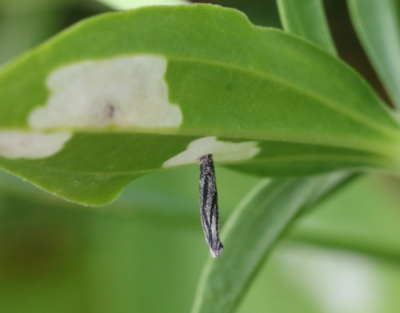 Spnejlikesckmal <br> Coleophora saponariella