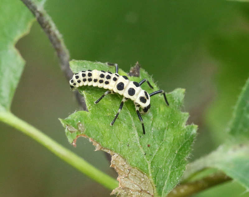 Tioflckig nyckelpiga  Calvia decemguttata