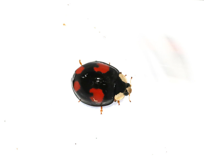 Harlekinnyckelpiga  Harmonia axyridis