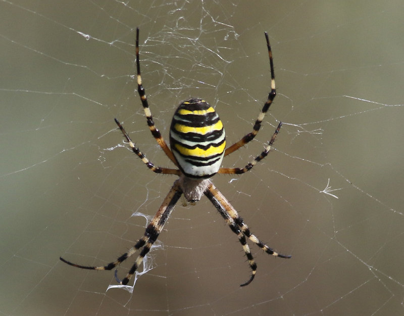Getingspindel <br>Argiope bruennichi<br>Wasp spider