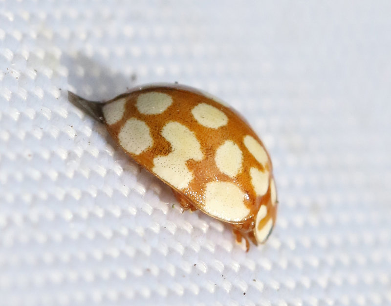 Alnyckelpiga   Sospita vigintiguttata