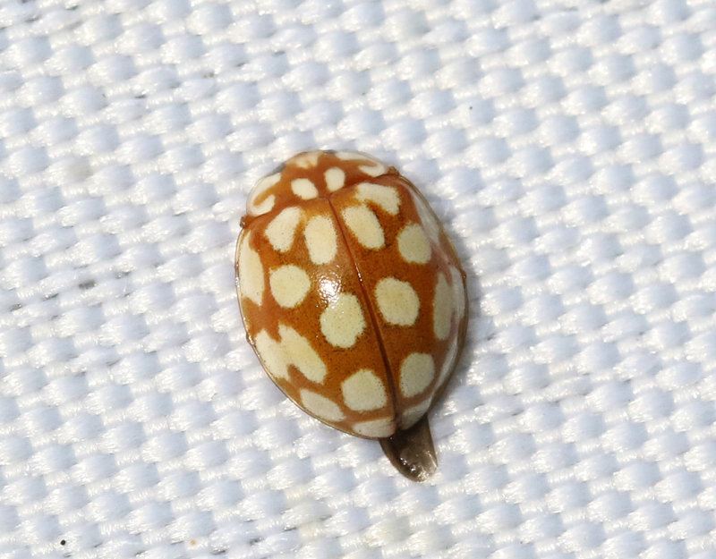 Alnyckelpiga   Sospita vigintiguttata