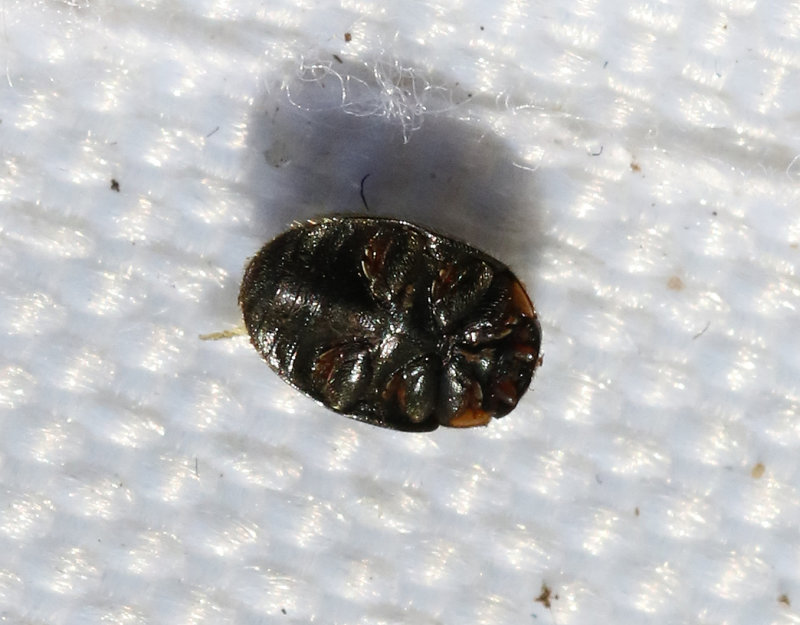 Tuvmyrepiga  Platynaspis luteorubra