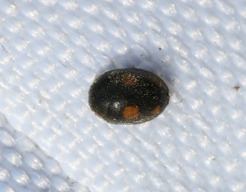 Tuvmyrepiga  Platynaspis luteorubra