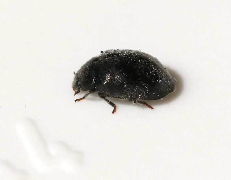 Svart talldvärgpiga Scymnus nigrinus