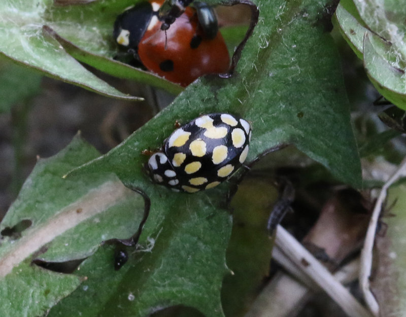 Alnyckelpiga   Sospita vigintiguttata