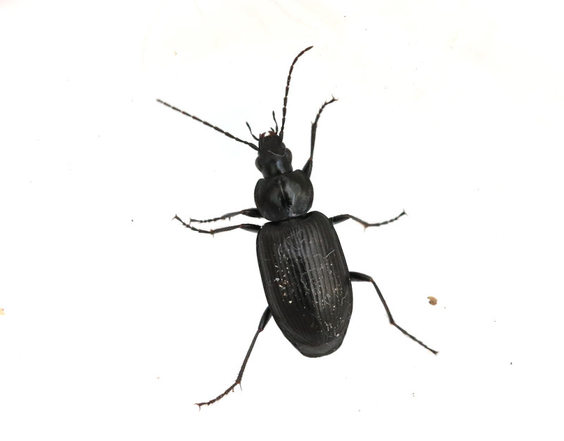 Svart krrlpare <br> Agonum emarginatum