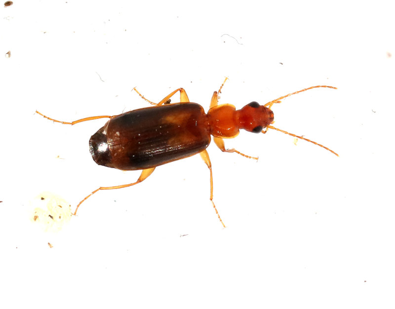 Smal grenlpare <br> Dromius angustus