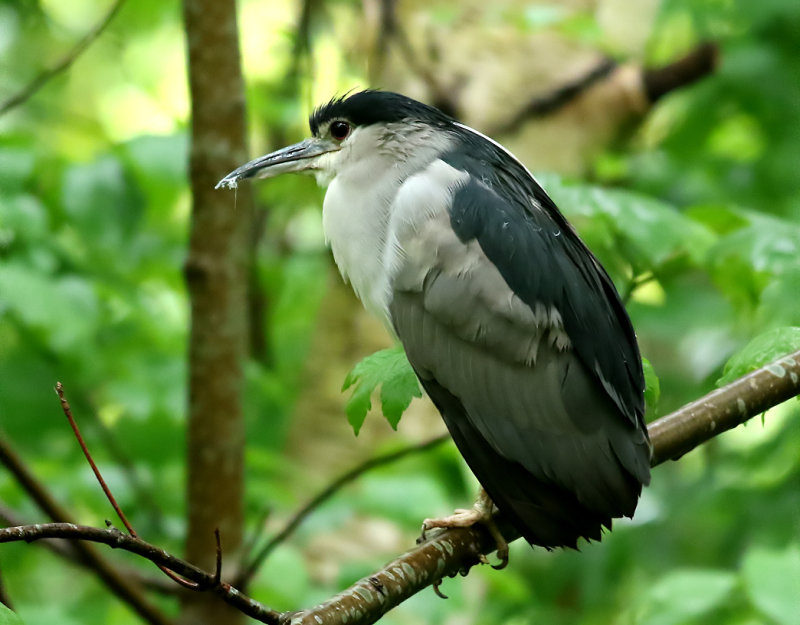 Natthger <br> Black-crowned Night <br> Heron Nycticorax nycticorax