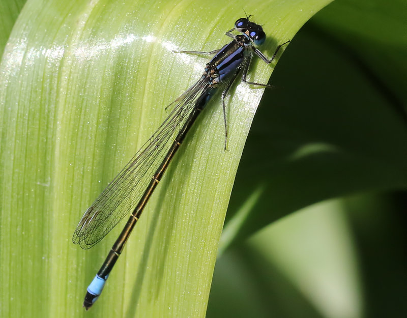 Strre kustflickslnda <br> Ischnura elegans