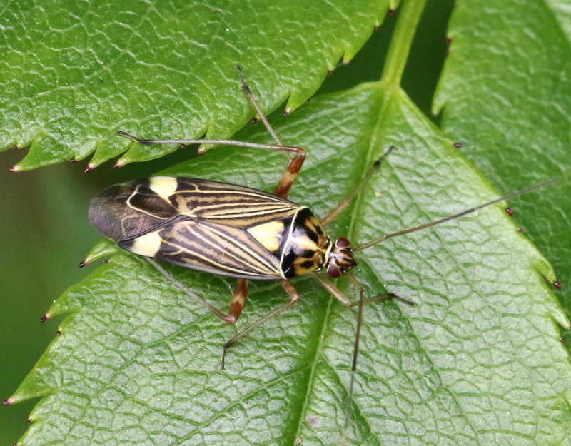 Rhabdomiris striatellus