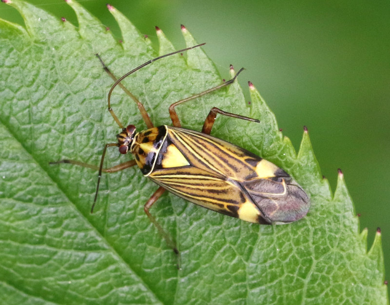 Rhabdomiris striatellus