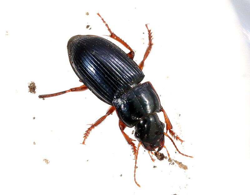 ngsfrlpare <br> Harpalus latus