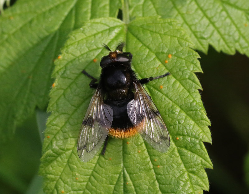 Humleblomfluga <br> Volucella bombylans