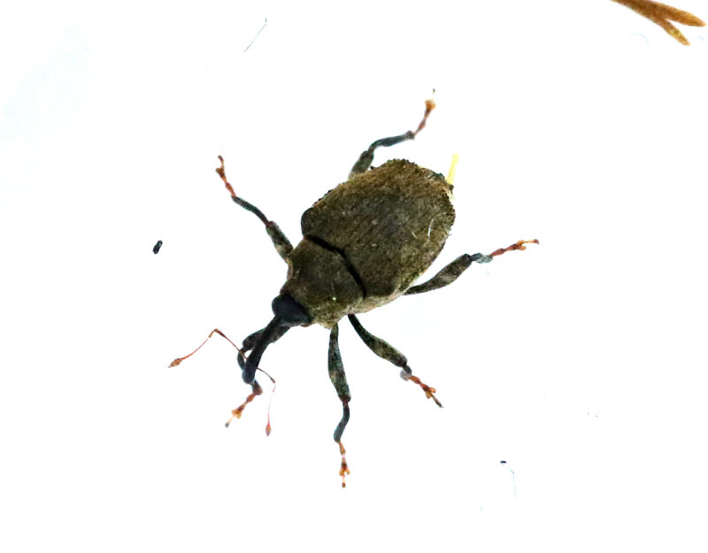 Tandad nsselvivel <br> Parethelcus pollinarius