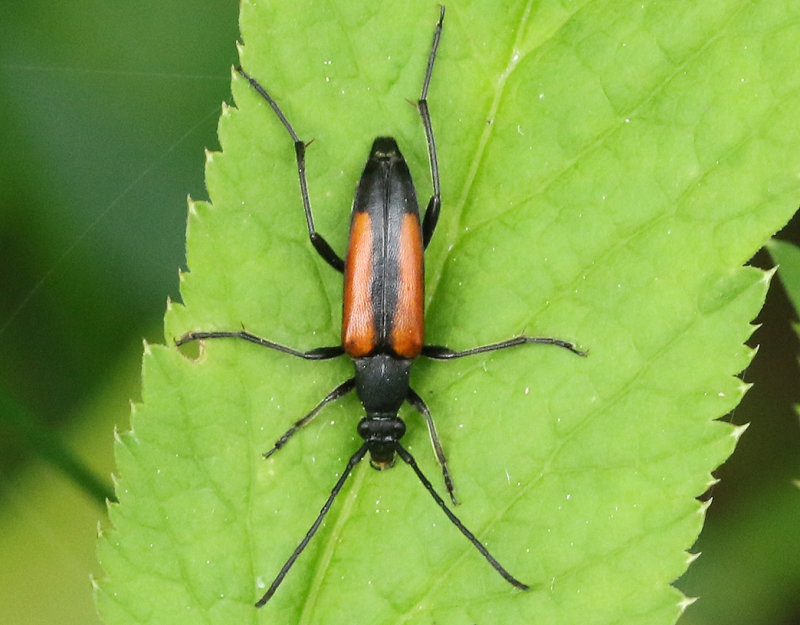 ngsblombock <br> Stenurella melanura