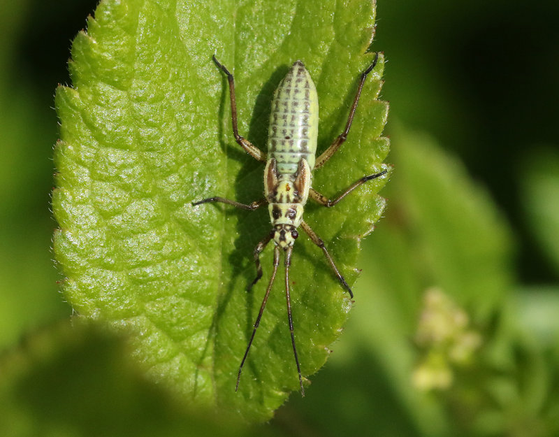 Leptopterna dolabrata