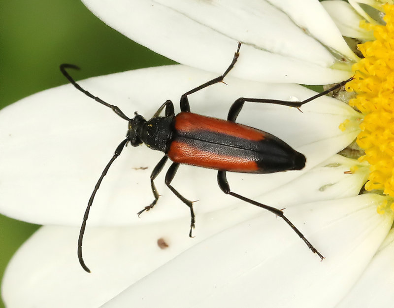ngsblombock <br> Stenurella melanura