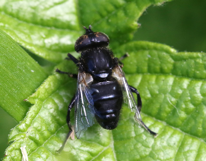 Dyngslamfluga <br> Eristalinus sepulchralis