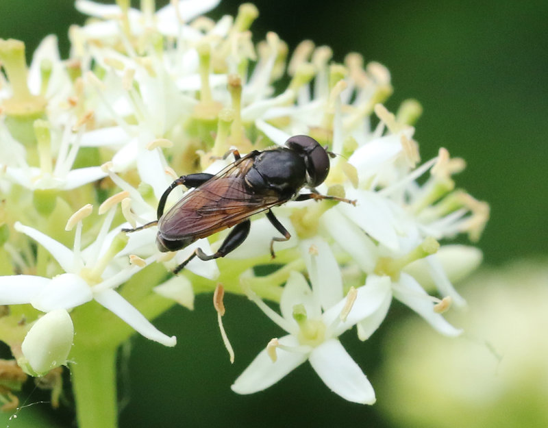 Kompostblomfluga <br> Syritta pipiens