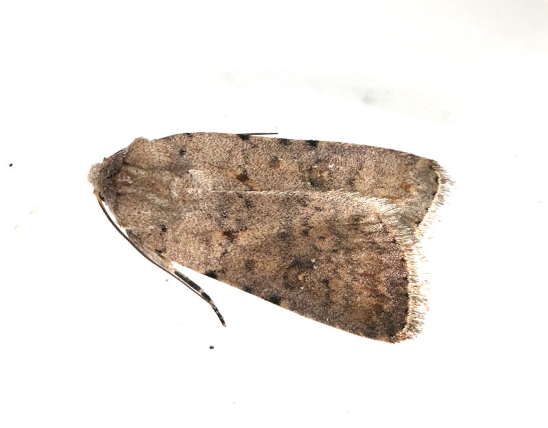 Vitpunktslvfly <br> Caradrina clavipalpis