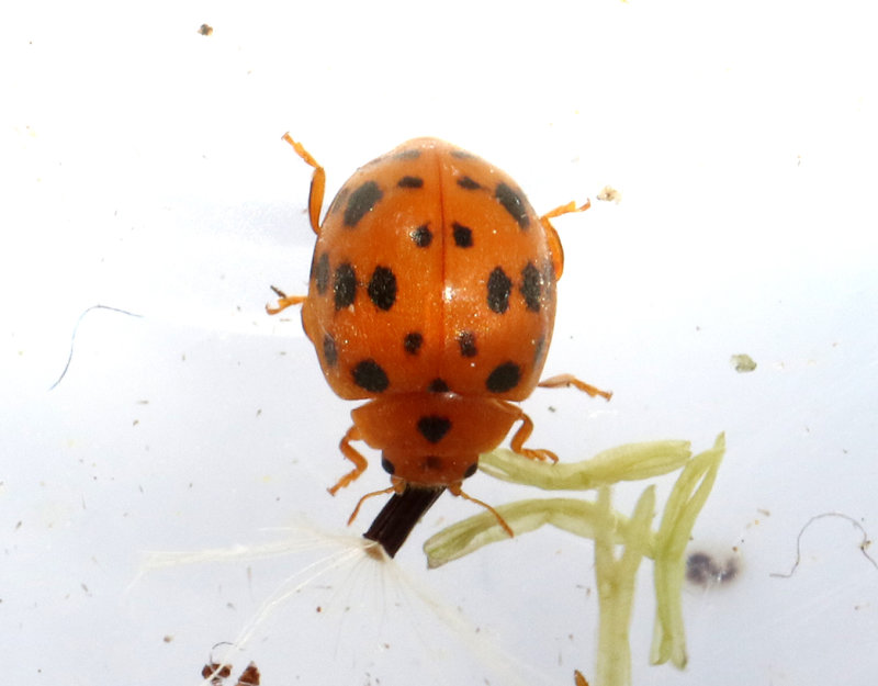 Tjugofyraprickig nyckelpiga Subcoccinella vigintiquatuorpunctata